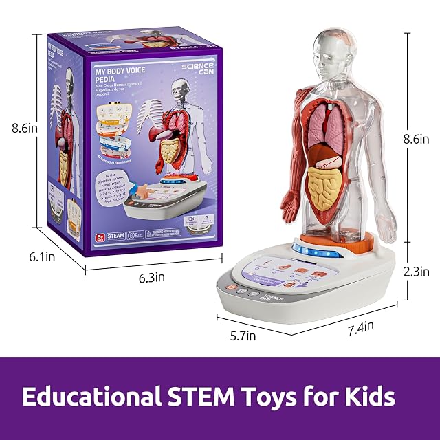 Foto 8 de 8 de Science Can Modelo de cuerpo humano para niños, modelo interactivo que habla de anatomía humana