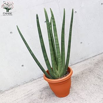 Amazon|ITANSE サンスベリア・スタッキー 大型 10号 Amazon|ITANSE サンスベリア・スタッキー 大型 10号