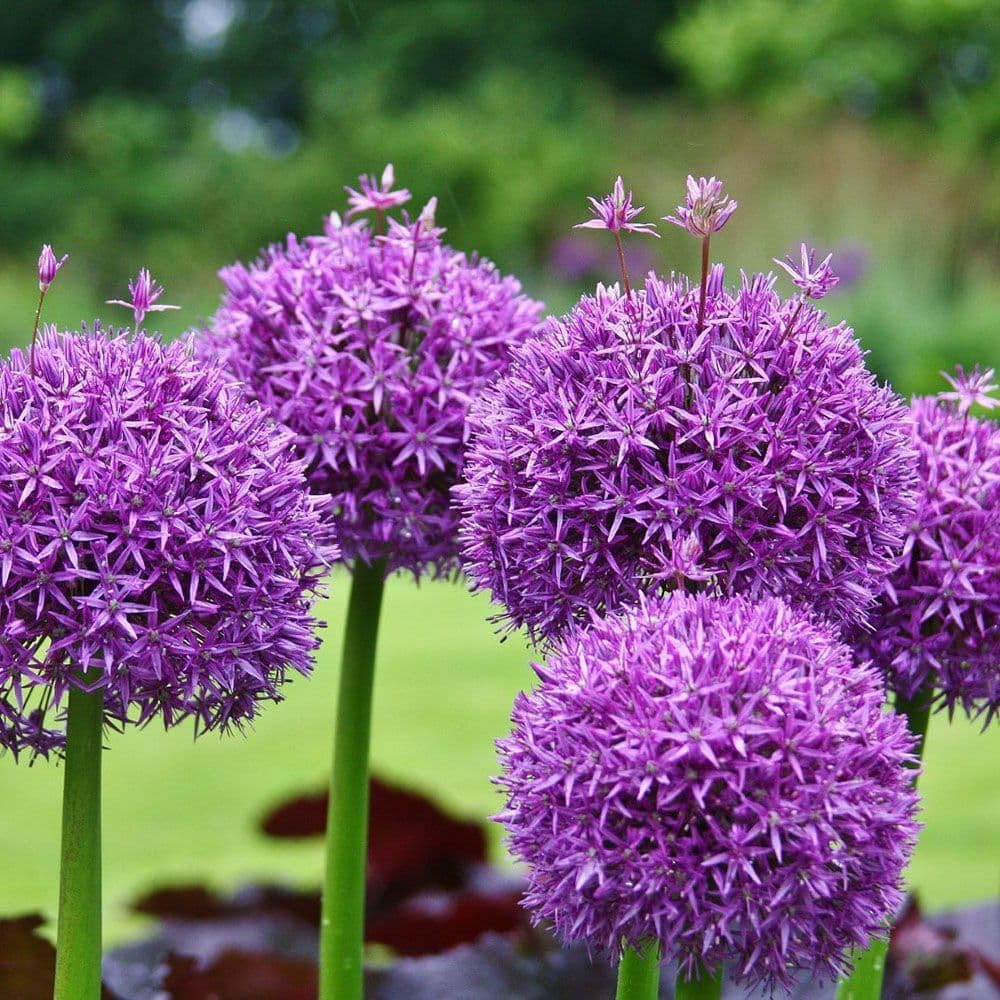 Haritadhara Allium Purple Flower Bulbs For Home Balcony Outdoor Gardening (2 Bulbs) (B0BSQSMWYV) Amazon Price History, Amazon Price Tracker