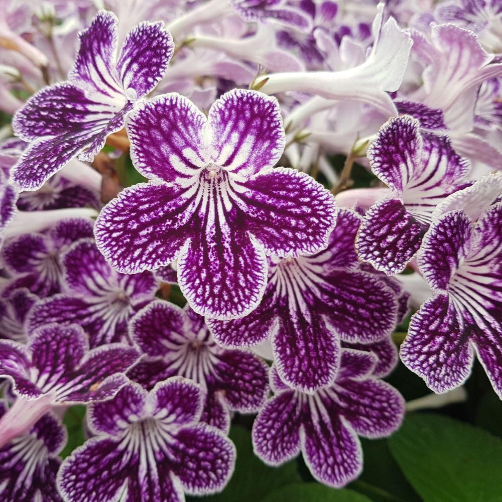 Streptocarpus ‘Polka Dot Purple’ Cape Primrose Tender Perennial 3 Jumbo Plug Plants by Thompson & Morgan