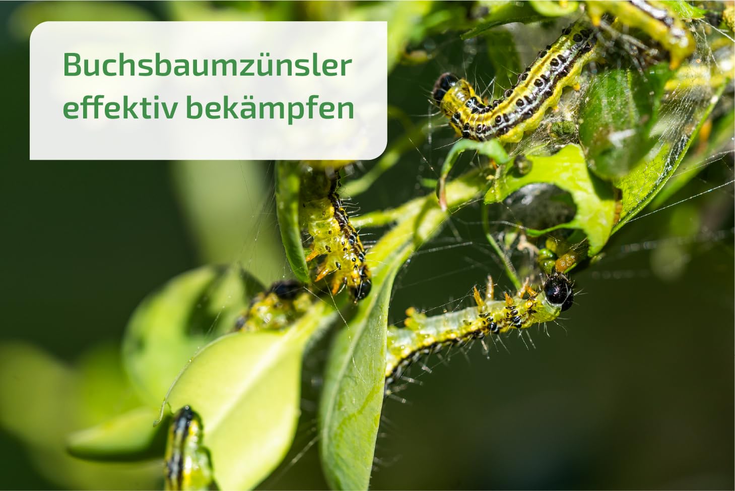nema-care® Raupenfrei | Nematoden gegen Buchsbaumzünsler | 2 x 10 Mio Nematoden | e-nema
