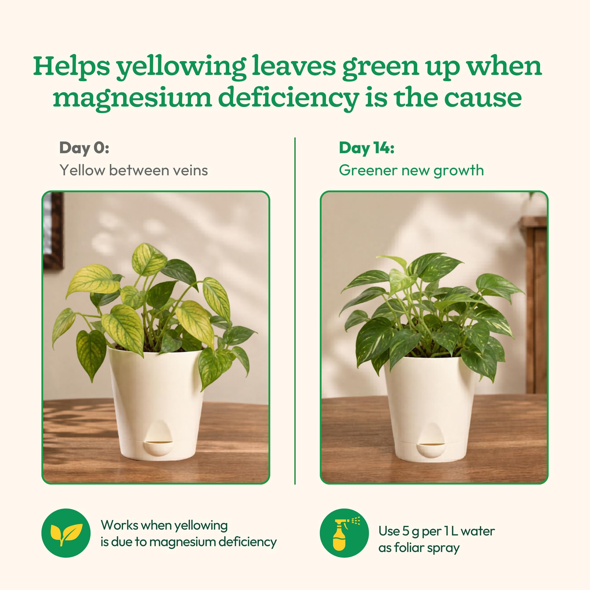 Ugaoo Epsom Salt for Plants 1 Kg | Magnesium Sulphate Fertilizer for Indoor & Outdoor Plants | Improves Soil Nutrient Absorption, Growth Booster for Home Garden, Potting Soil Mix & Gardening Soil 4