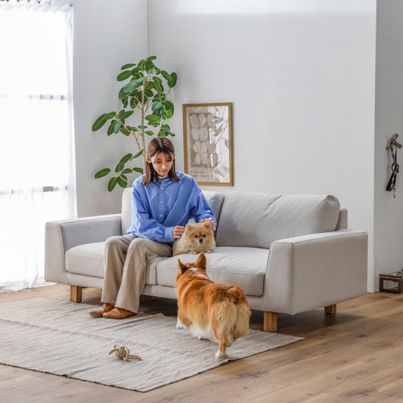 Amazon.co.jp: 【開梱設置便】 PETTO（ペットと） ソファー 3人掛け 犬