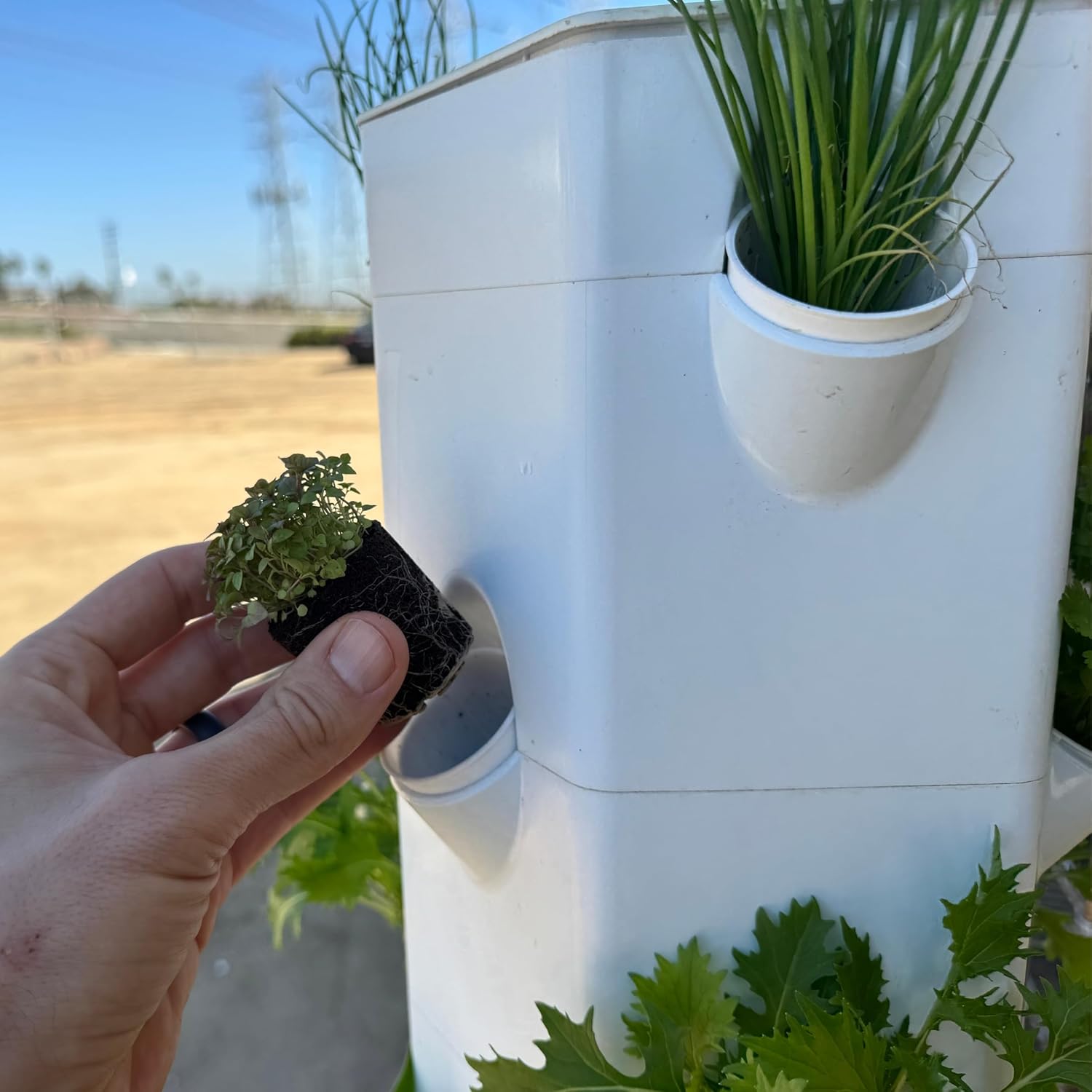 Mint Seedlings: Ready-to-Plant, Starts, Starters, Plugs, Garden Ready, Live Plants, Transplants, Pre-Sprouted, Soil & Hydroponic Gardens (6 seedlings)