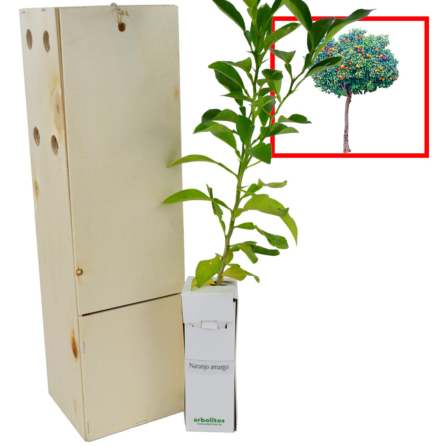 Oranger Amer Bigaradier – Arbre Fruitier Croissance Rapide Agrumes Parfumés – Jeune Pousse 30 cm Caisse en Bois – 1 Unité