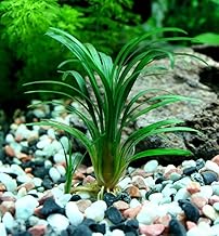 Ophiopogon kyoto small plant for aquarium/terrarium