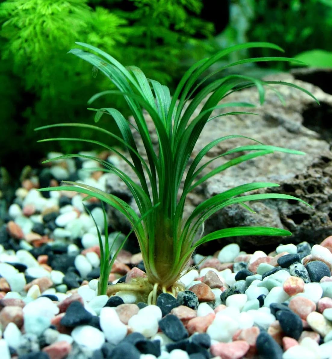 Ophiopogon kyoto petite plante pour aquarium/terrarium