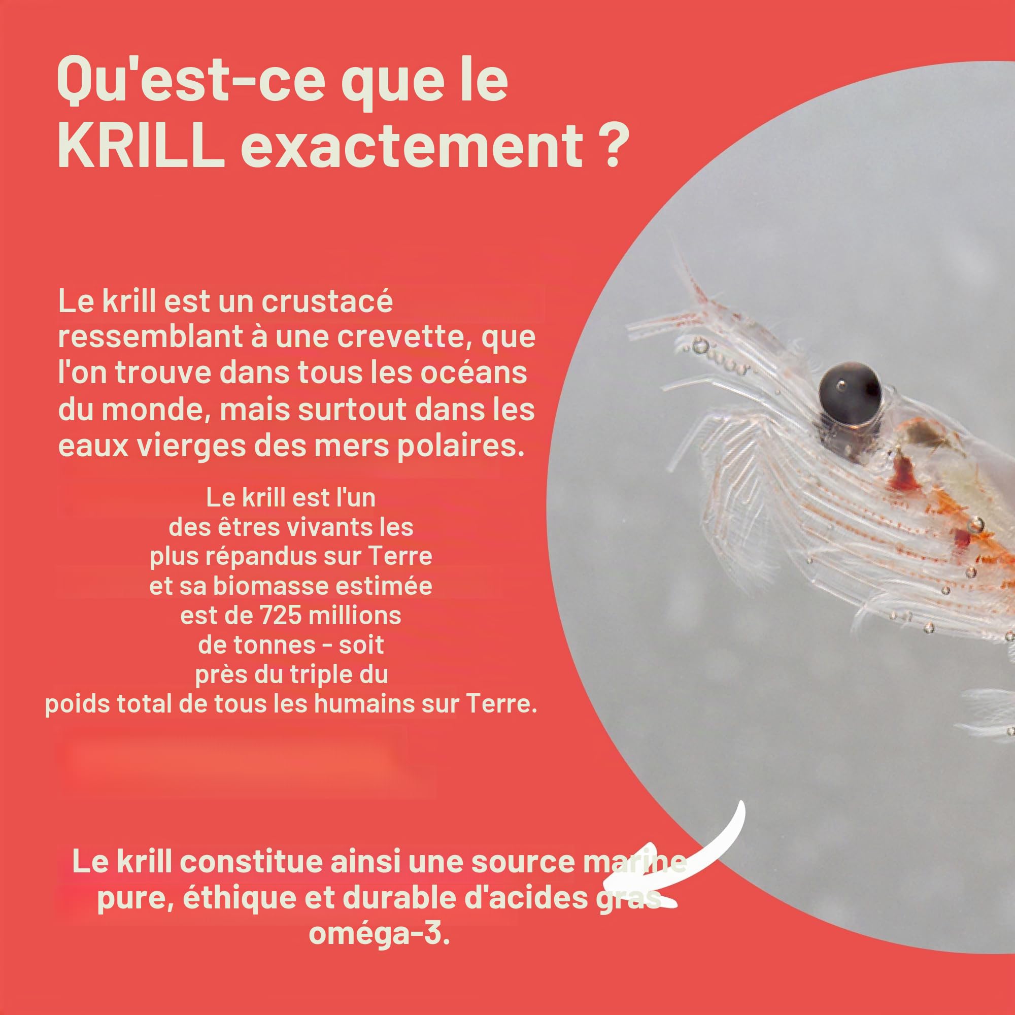 BRAINEFFECT Capsules Premium Oméga 3 à l’huile de krill | 100% huile de krill (non diluée) | Astaxanthine EPA DHA Choline | Sans odeur ni goût de poisson | 60 gélules | Fabriqué en Allemagne