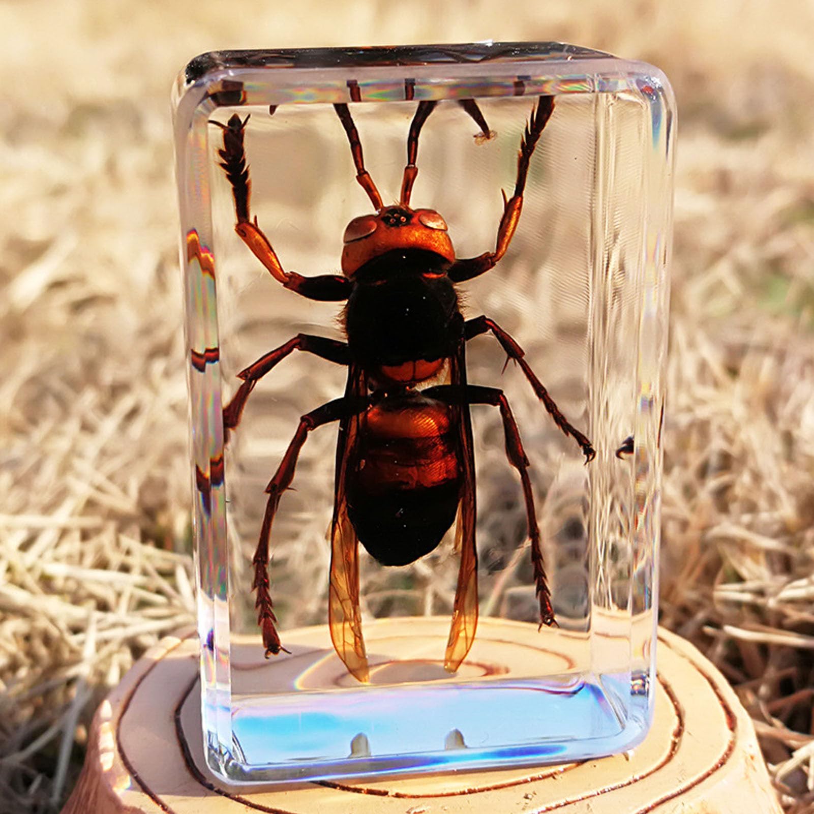 12 muestras de insectos reales de resina transparente para ciencia, educación, aula, muestras de insectos, decoración de mesa