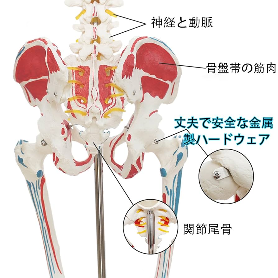 Amazon.co.jp: Ynaioang 人体模型-人体骨格模型 176cmの人骨格