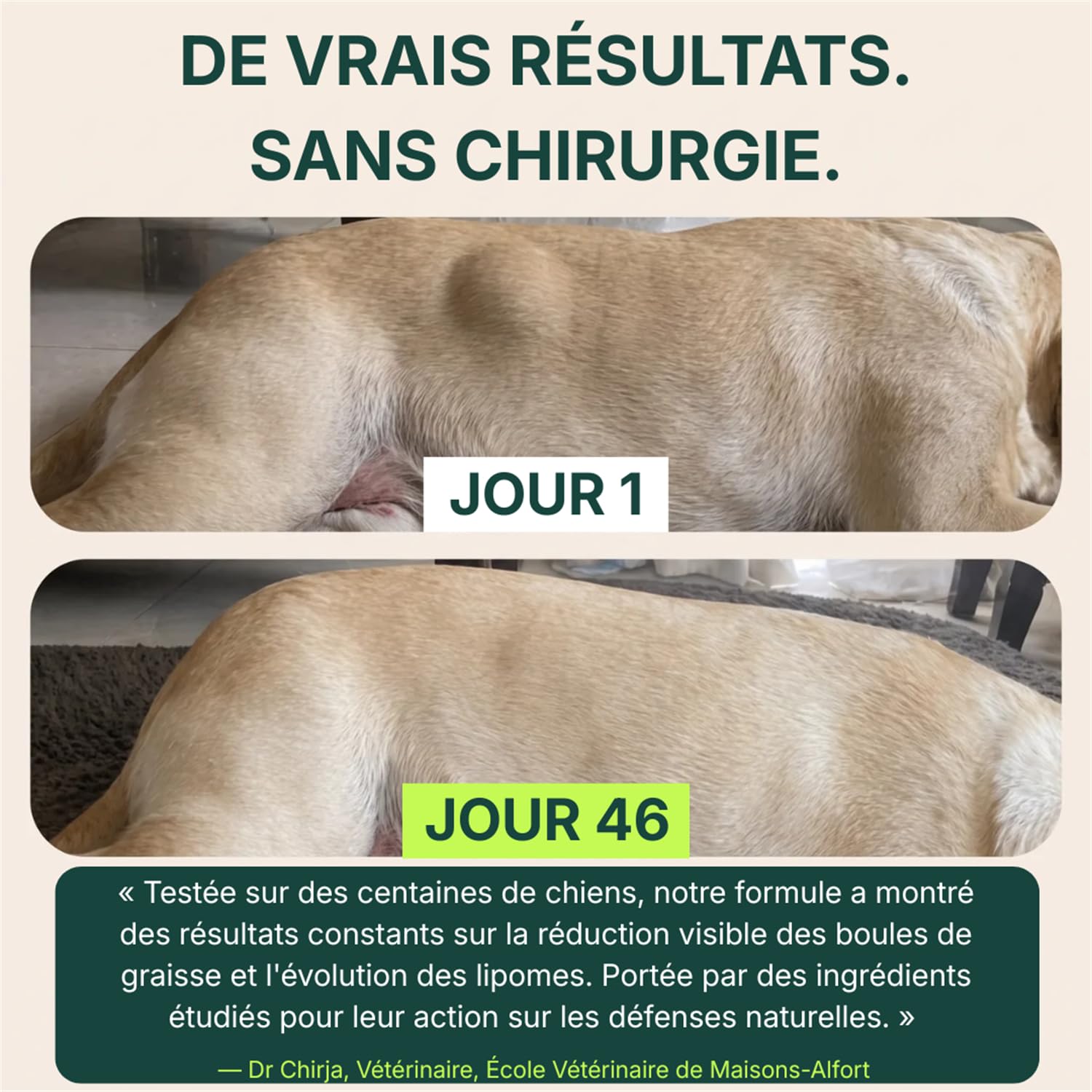 Cure Immunité Probiotique+ Chien – Complément Alimentaire Vétérinaire – Digestion, Flore Intestinale & Vitalité – Saveur Bacon – Poudre à Saupoudrer sur Croquettes