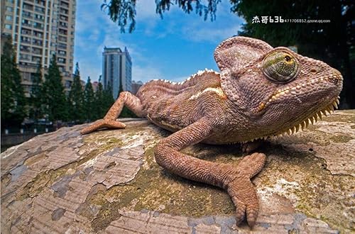 Miniatura 2 de Laowa Lente macro gran angular f4 de 0.591in con cambio (Sony FE)