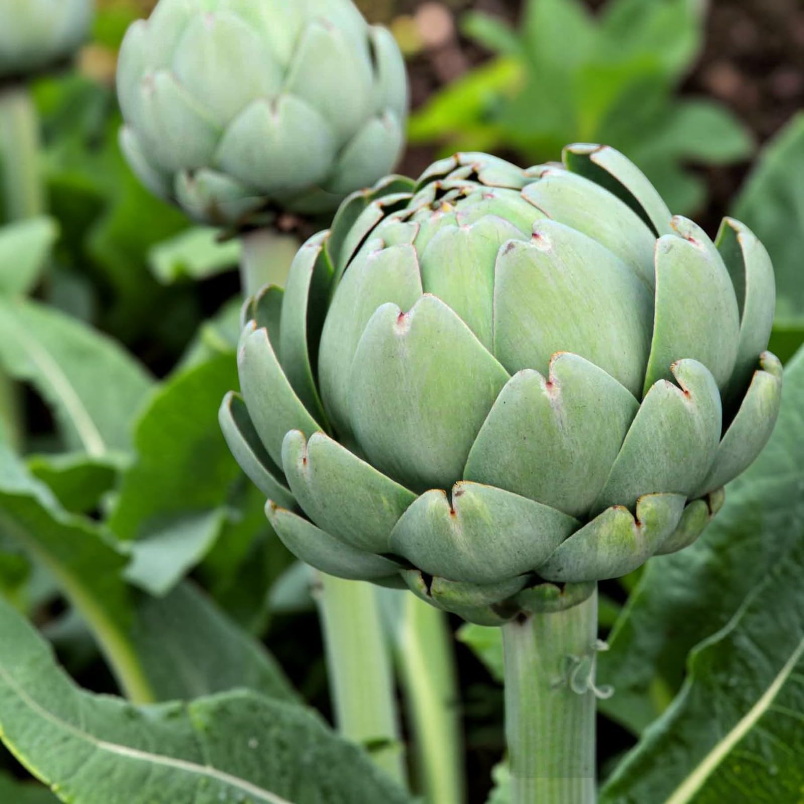 Carbeth Plants Green Globe Artichoke Plant in 9cm Pot - Hardy Perennial Vegetable - Edible Plants for Garden & Allotment (1)