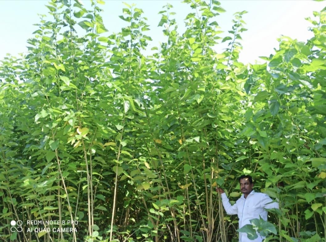 Y G Farm & Seeds, Mulberry Plant Saplings and Tuti Variety Goat Farm Supplies, Tuti sticks for goat farming, V1 Titi, mulberry plant, Pack of 10 sticks (B0DD15K4L9) Amazon Price History, Amazon Price Tracker