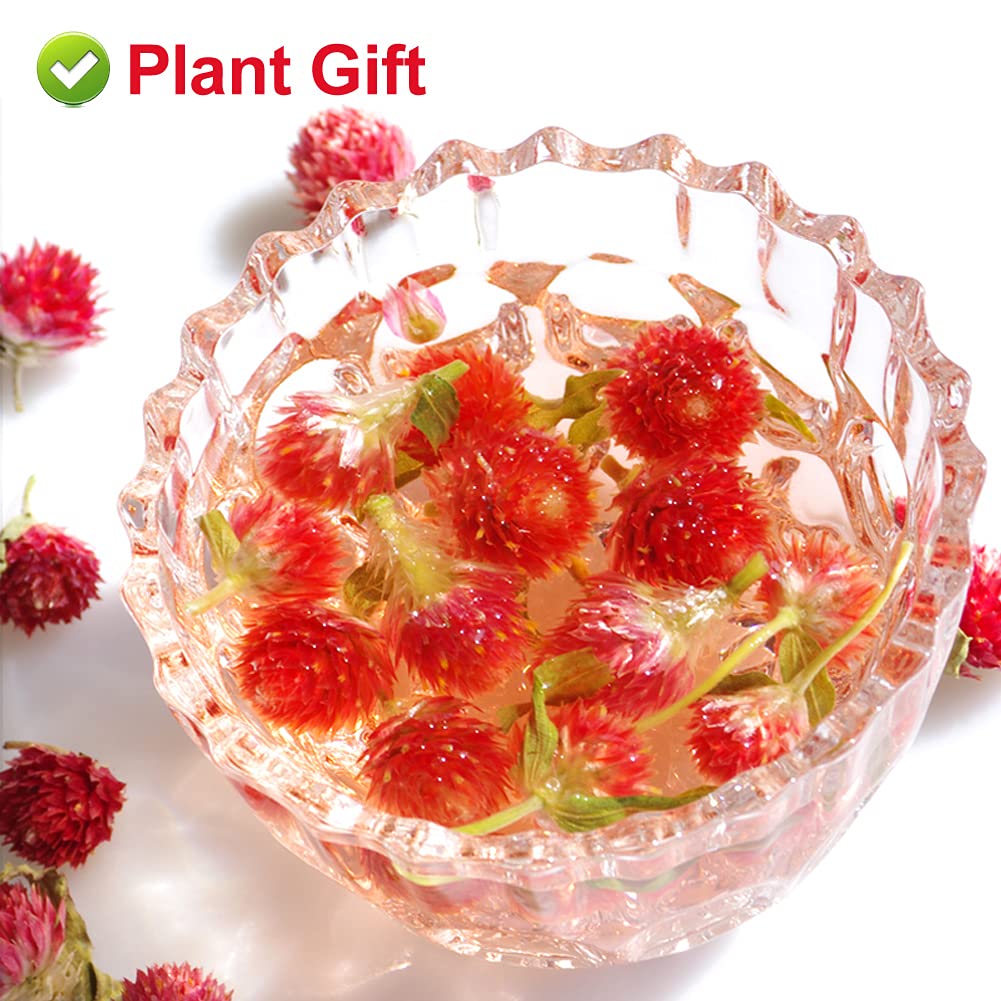 PlantGift Dried Red Artful Plum Tea 30G/1oz 红巧梅 - Gluten-Free, Non-GMO, Dried Flowers Herbs Kit for Bath, Soap Making, Dry Flowers