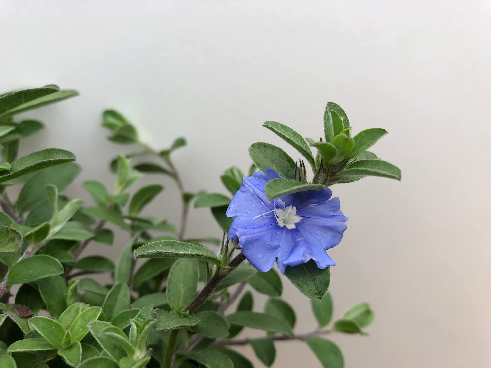 Amazon.co.jp: 秋まで楽しめる花苗【アメリカンブルー 3.5号苗 