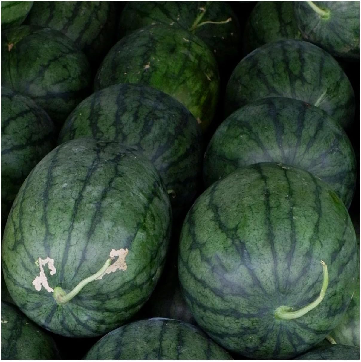 Everwilde Farms - 1 Lb Congo Watermelon Seeds - Gold Vault