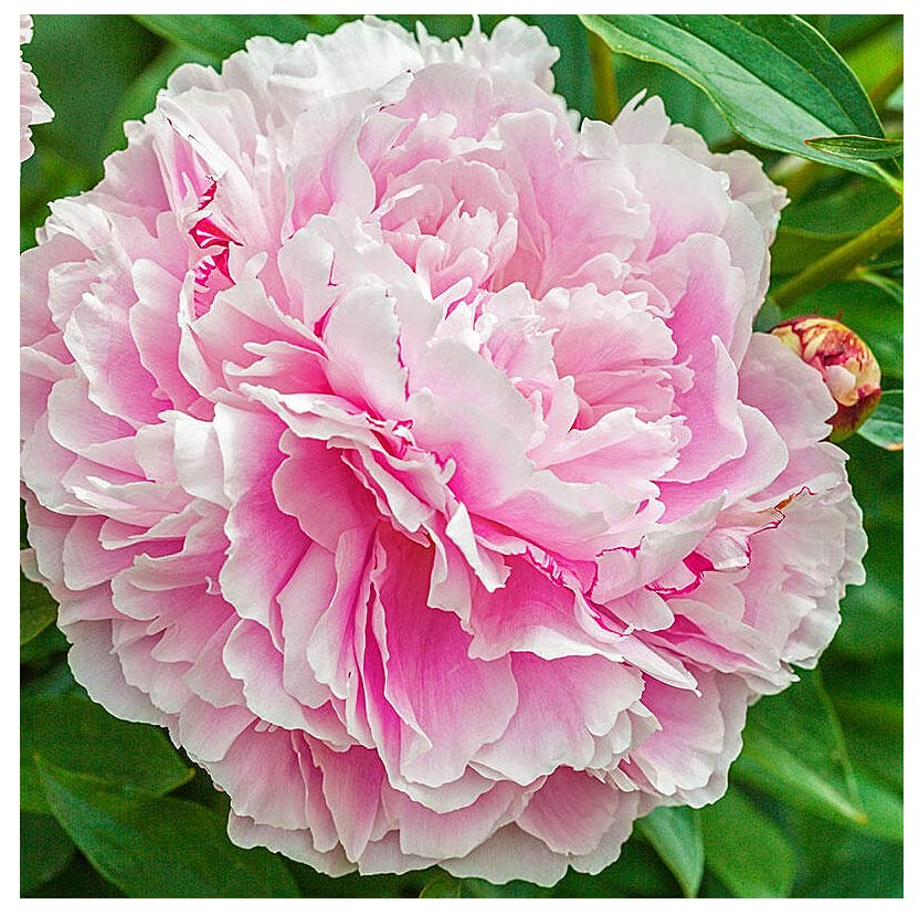 Lady Alexandra Duff Peony - Spectacular Double Pink Bare Root Peony…
