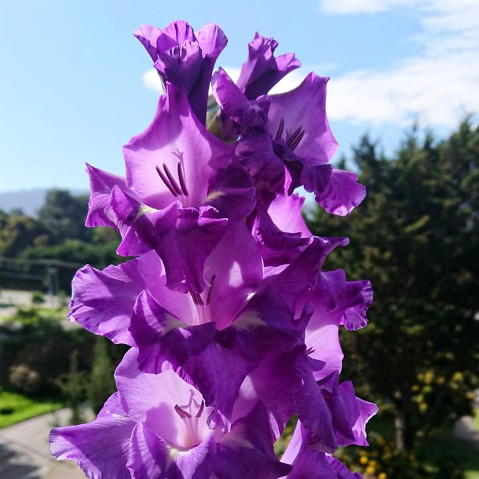 60 x Gladioli Blue Isle Summer Flowering Bulbs - Purple Easy to Grow Gladiolus Sword Lilies Corms - Pollinator Friendly Herbaceous Perennial Flowers for Beds, Borders and Patio Pots