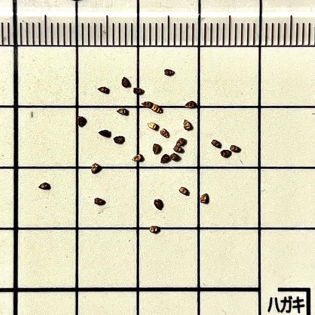 ユーフォルビア ハドラマウチカ 種子10粒 ユーフォルビア ハドラマウチカ 種子10粒 ユーフォルビア