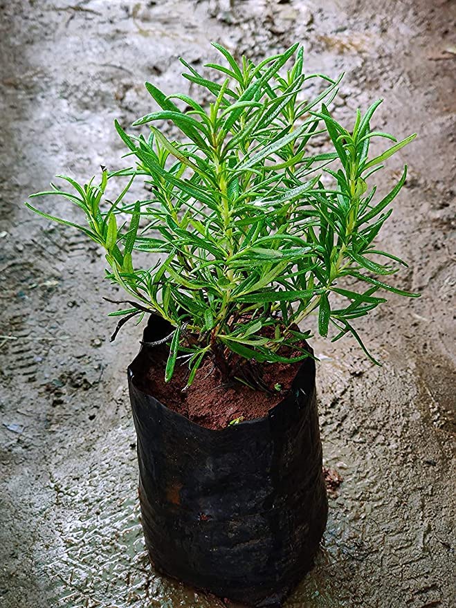 CosaCentrum Rosemary Plant With Black Nursery Pot (B0CS6PR3L9) Amazon Price History, Amazon Price Tracker