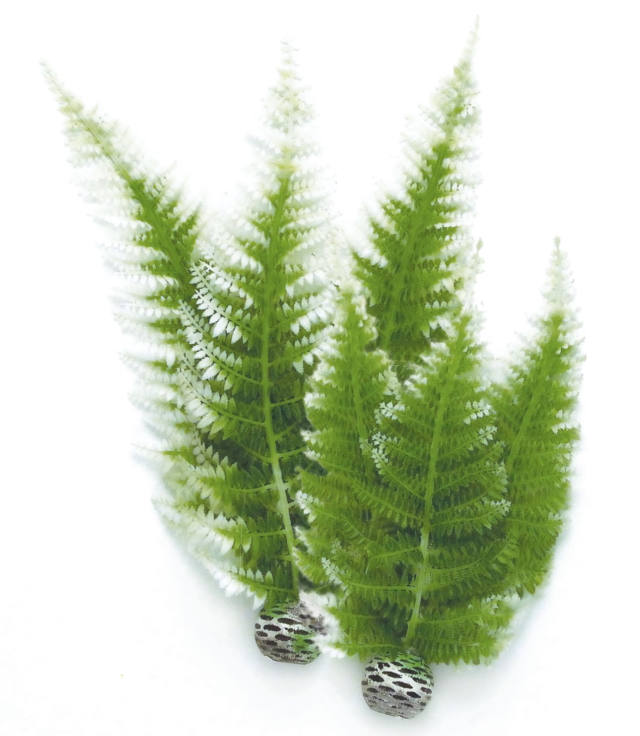 biOrb Fern Plant Pack, Winter, Medium