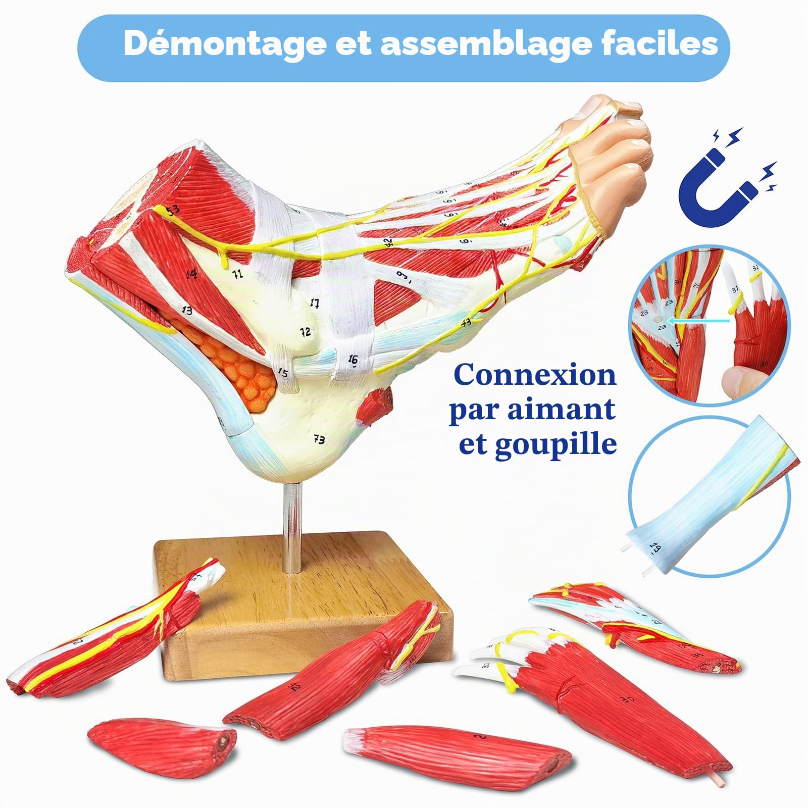 Modèle anatomique naturel de grand pied 9 parties avec 81 signes numériques et descriptions de texte correspondantes, excluant les os, les muscles, les ligaments, les nerfs et les vaisseaux sanguins