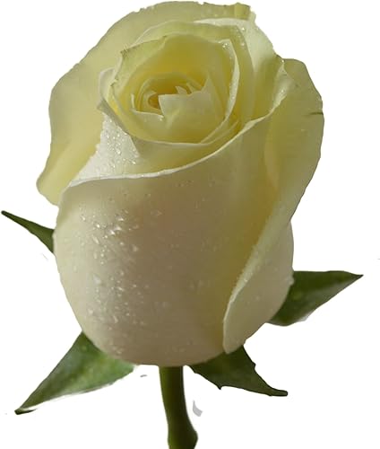 Miniatura 5 de Blooms2Door PRIME NEXT DAY DELIVERY  COLECCIÓN DE BODA  100 rosas blancas (tallo largo  19.7 in)  Venta al por mayor flores frescas I regalo para