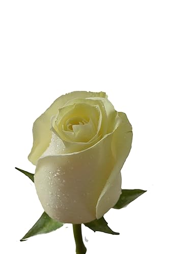 Miniatura 4 de Blooms2Door - 100 Rosas Blancas (Tallo Largo - 19.7 in) - Al Por Mayor - Flores Frescas para Cumpleaños, San Valentín y Día de la Madre