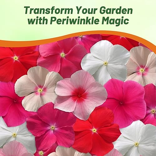 Miniatura 5 de Outsidepride Mediterranean Mix Semillas de bígaro para plantar, 50 unidades, anuales, de floración rápida, tolerantes al calor y a la sequía con