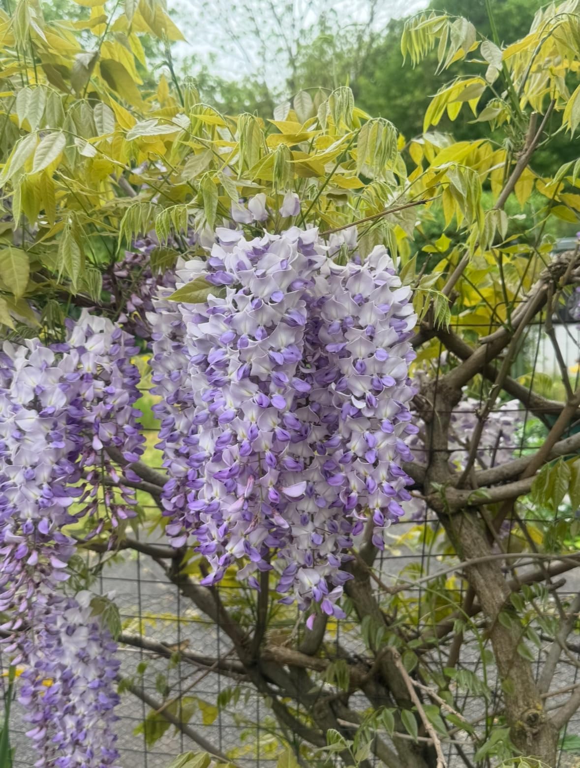 Lot de 1000 graines de blauregen > Wisteria sensuel (belles plantes grimpantes florissantes hivernales).