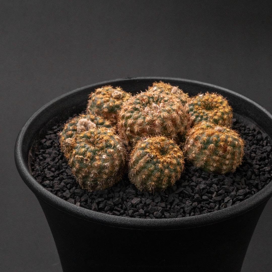 購入 片岡製作所 M11 PRO 万能 Brieto 16cm M1115(028553-016) Amazon｜片岡製作所 ブライト フライ 豹の子 x8 （実 ） #206