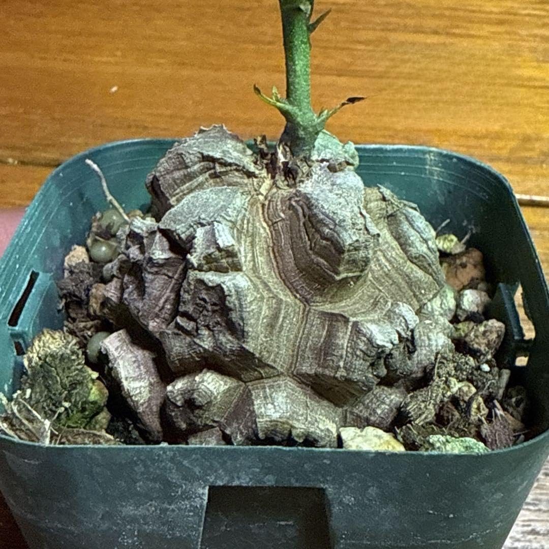 特選株23〉バキバキ亀甲竜" 元気体"実 5,6年 7.5cmポット 特選株23〉バキバキ亀甲竜" 元気体"実 5,6年 7.5cmポット