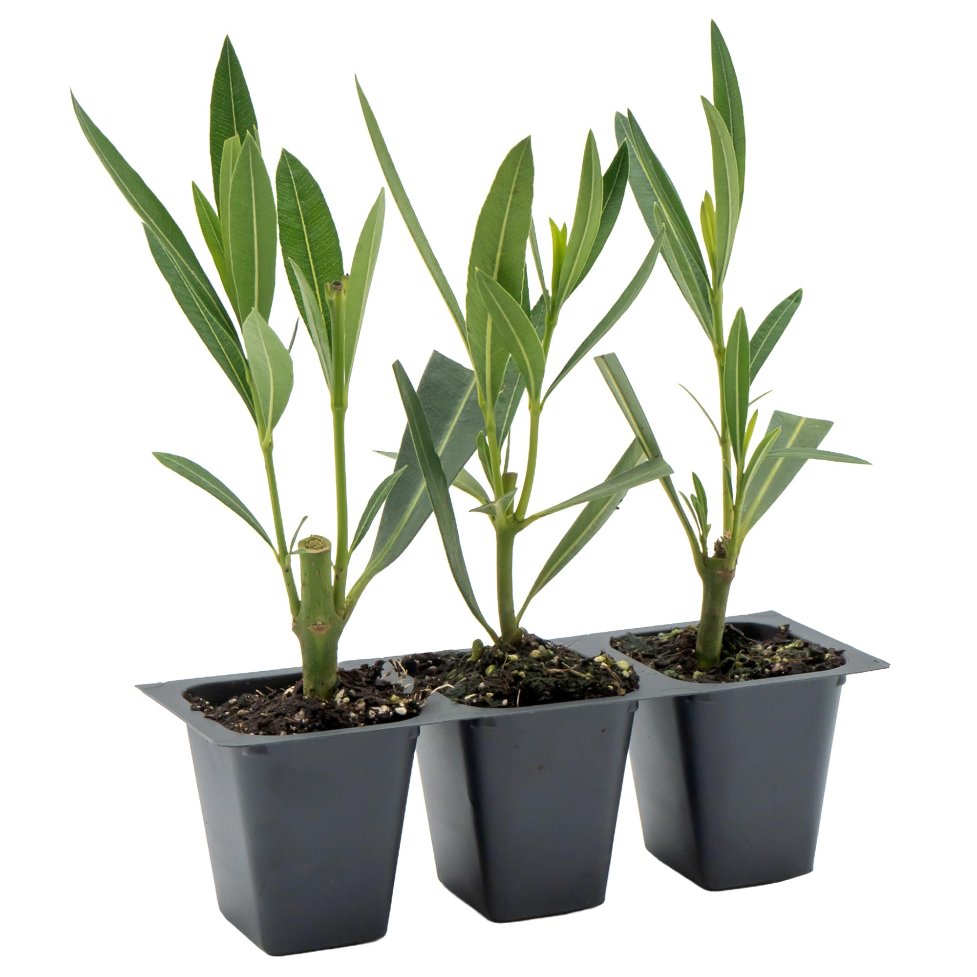 Nerium Red Oleander