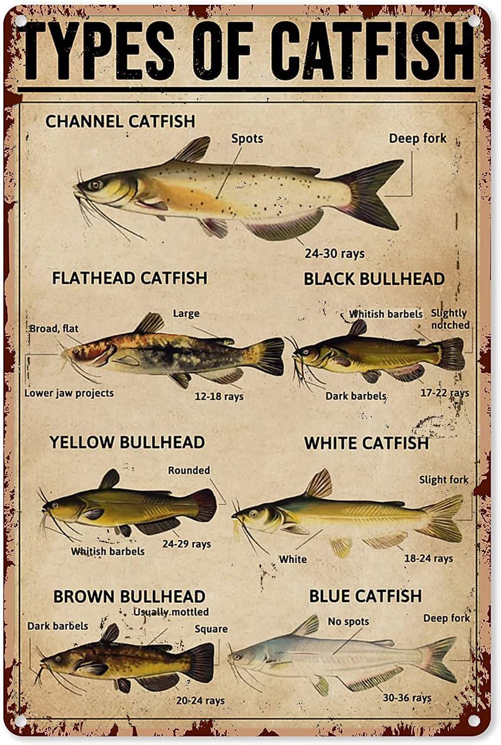 Haosensix Fishing Metal Sign Vintage Types of Catfish Knowledge Tin Poster Plaque Wall Decor Home Man Cave Garage Bar Cafe Kitchen 12x16 Inch