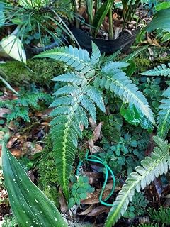 ハカタシダ ハカタシダ斑入り シダ植物 苗 ガーデニング 園芸用品