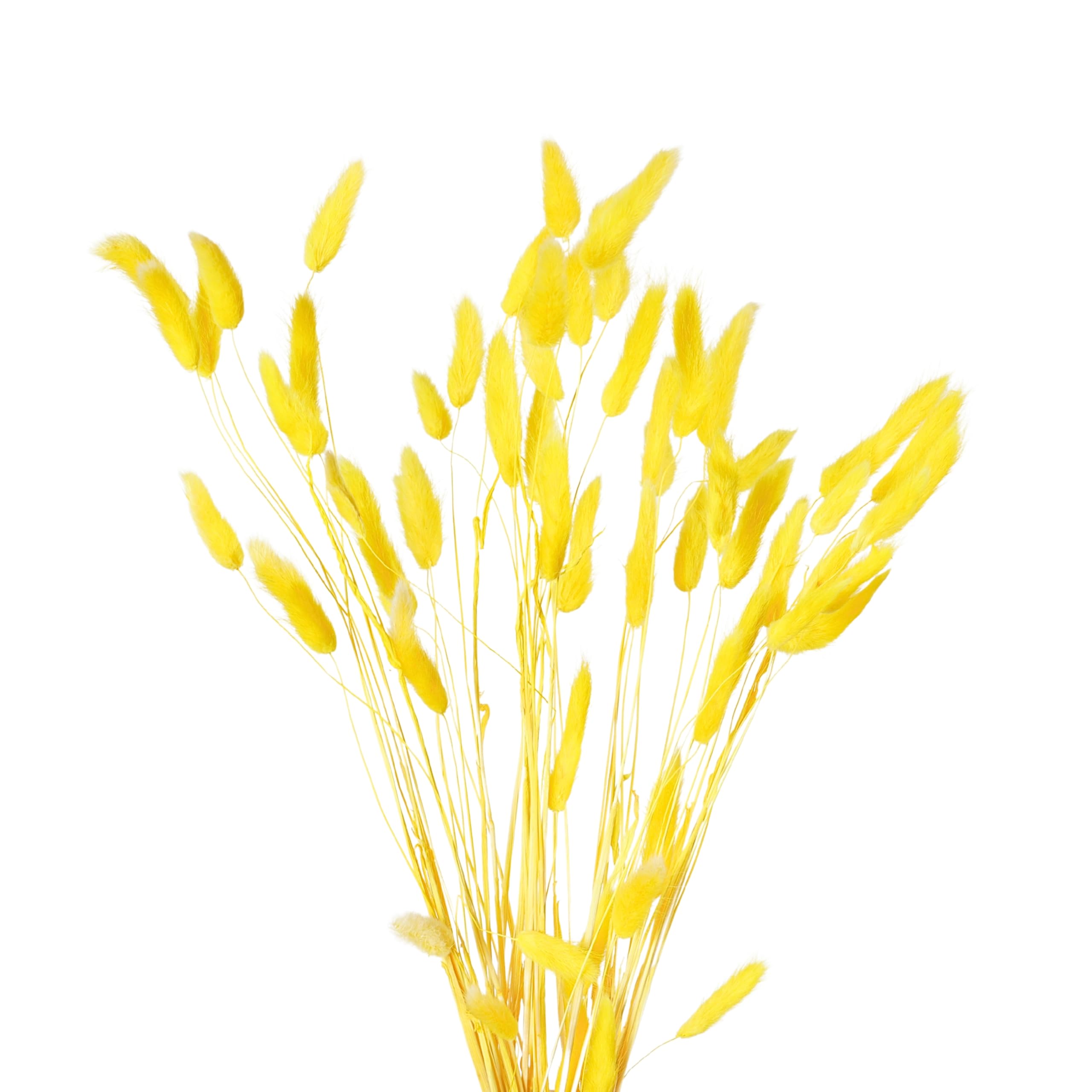SHINEARIUM 50 Pcs Natural Bunny Tail Yellow Eco Friendly Dried Grass Decorative Stems for Home Wedding Farmhouse Boho Studio Decor Vase Filler Aesthetic (No Vase)-image-28