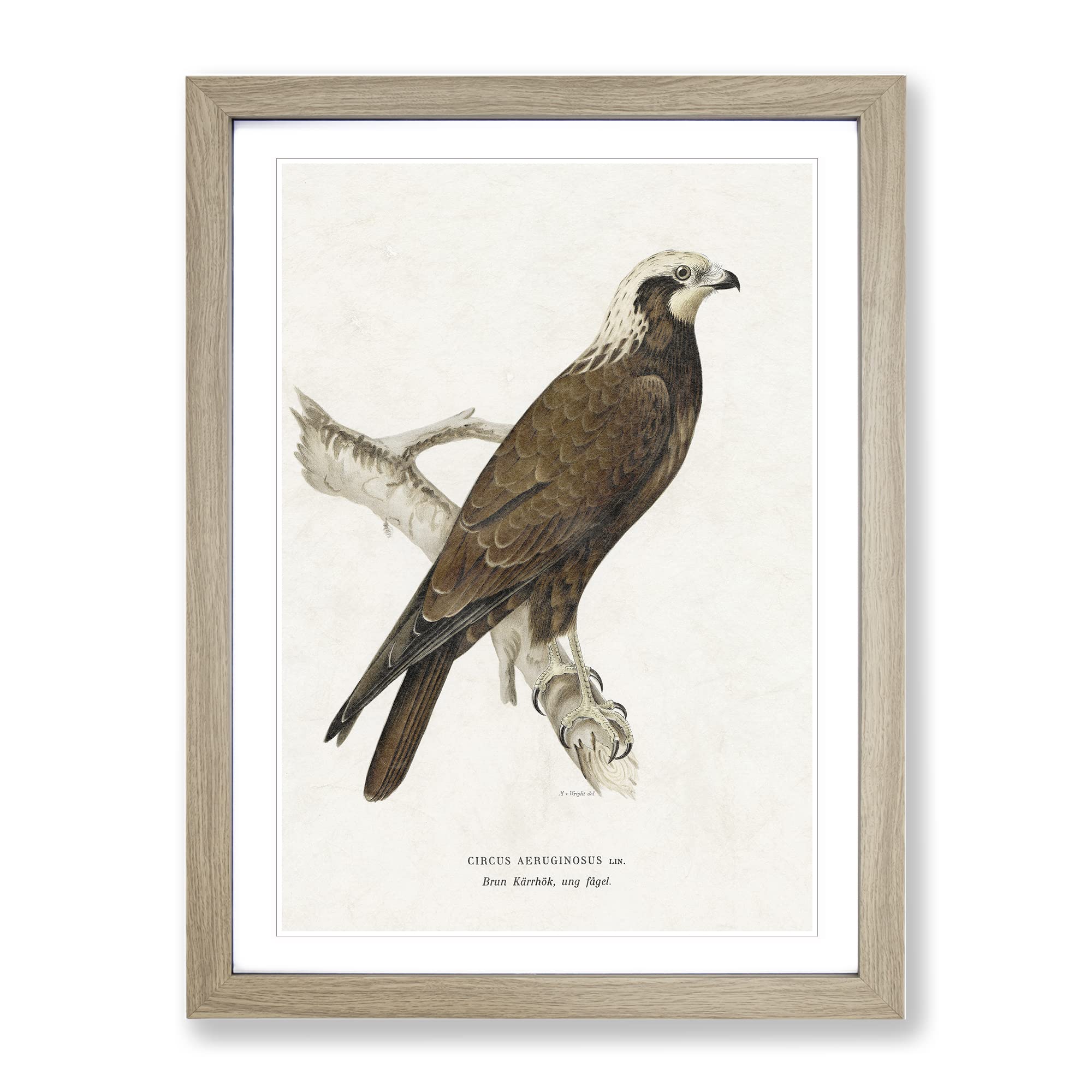 Marsh Harrier By Von Wright Vintage Framed Wall Art Print, Ready to Hang Picture for Living Room Bedroom Home Office Décor, Oak A4 (34 x 25 cm)