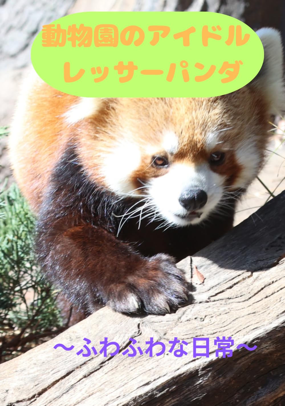 動物園のアイドル レッサーパンダ: 〜ふわふわな日常〜