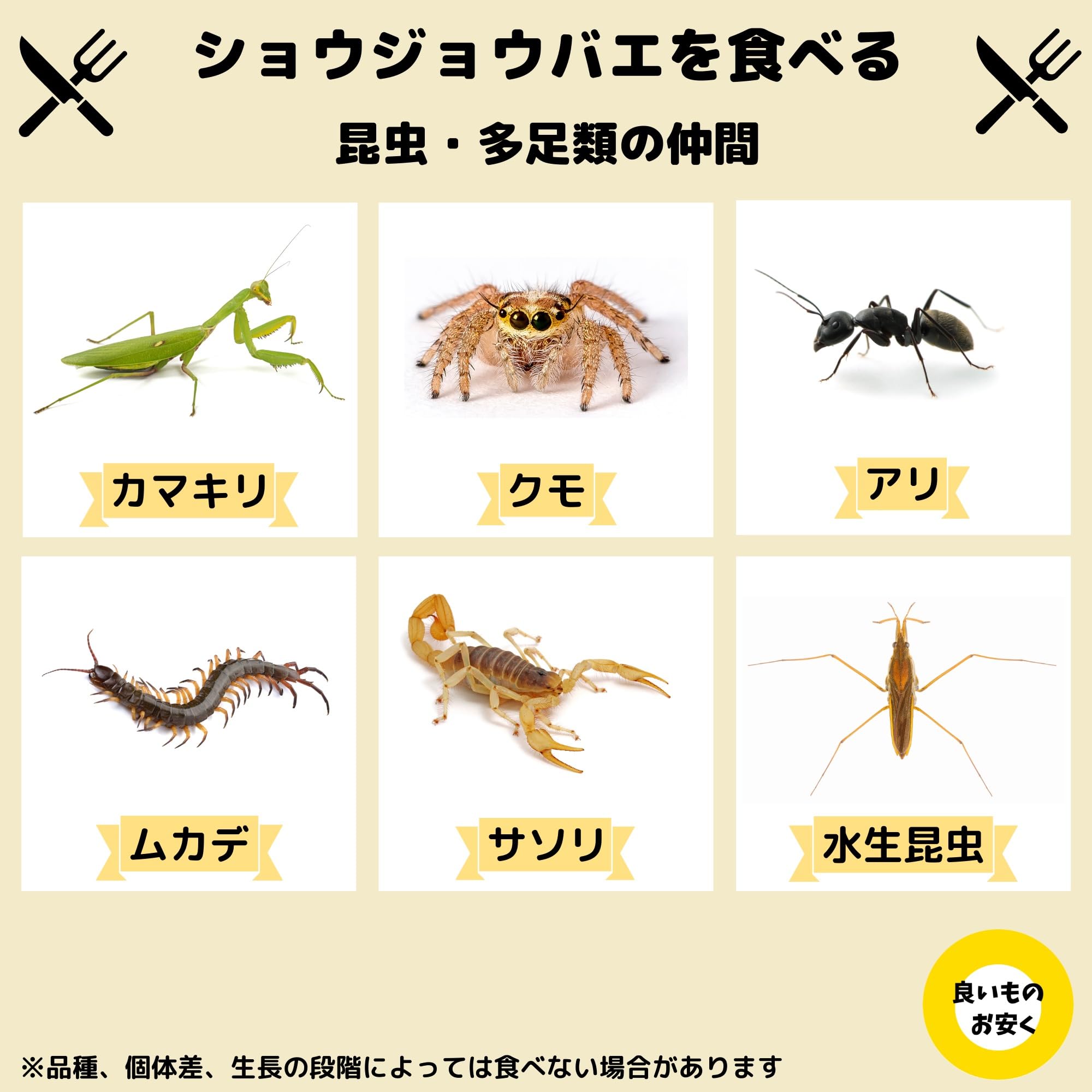 キイロショウジョウバエ トリニドショウジョウバエ 種類&匹数 自由オーダー カエル・カマキリ・食虫植物・爬虫類・両生類の餌 フライトレス キイロショウジョウバエ トリニドショウジョウバエ 種類&匹数 自由