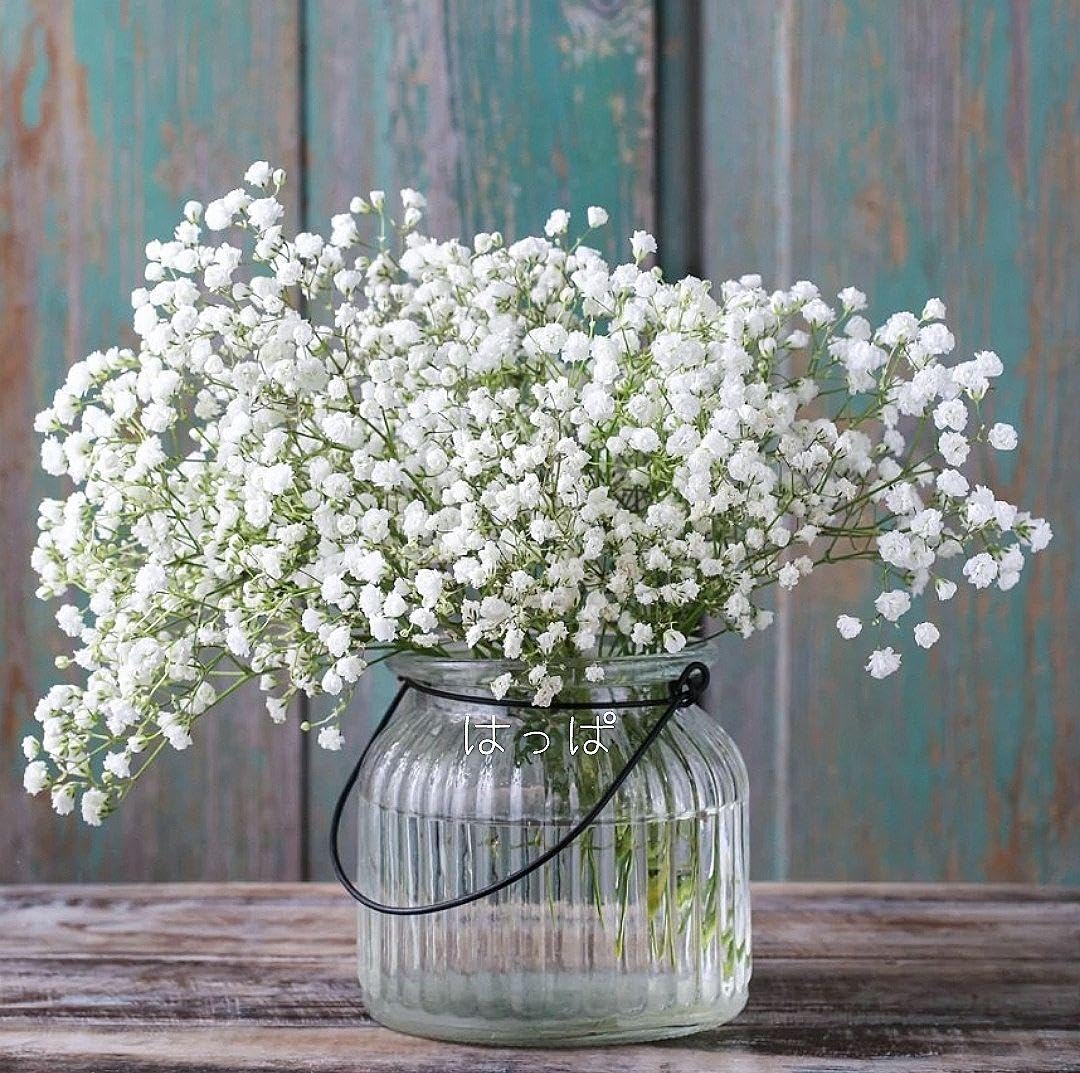ゆうパケット発送 ototo様 花の種 ❁ 宿根八重咲かすみ草40粒 ×35点 Amazon.co.jp: ks59 花の種 毎年咲く 宿根八重咲きかすみ草40粒 多年草