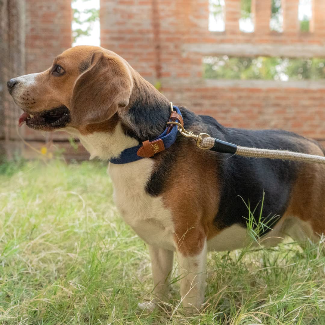 Vama Leathers: Sustainable & Eco Friendly Material Adjustable Dog Collar. 4