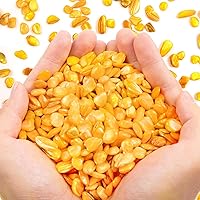 Vista 20 de QICQDRAM Conchas trituradas para manualidades de aproximadamente 1 libra (14.29 oz/14.28 onzas), pequeñas conchas naturales trituradas a granel