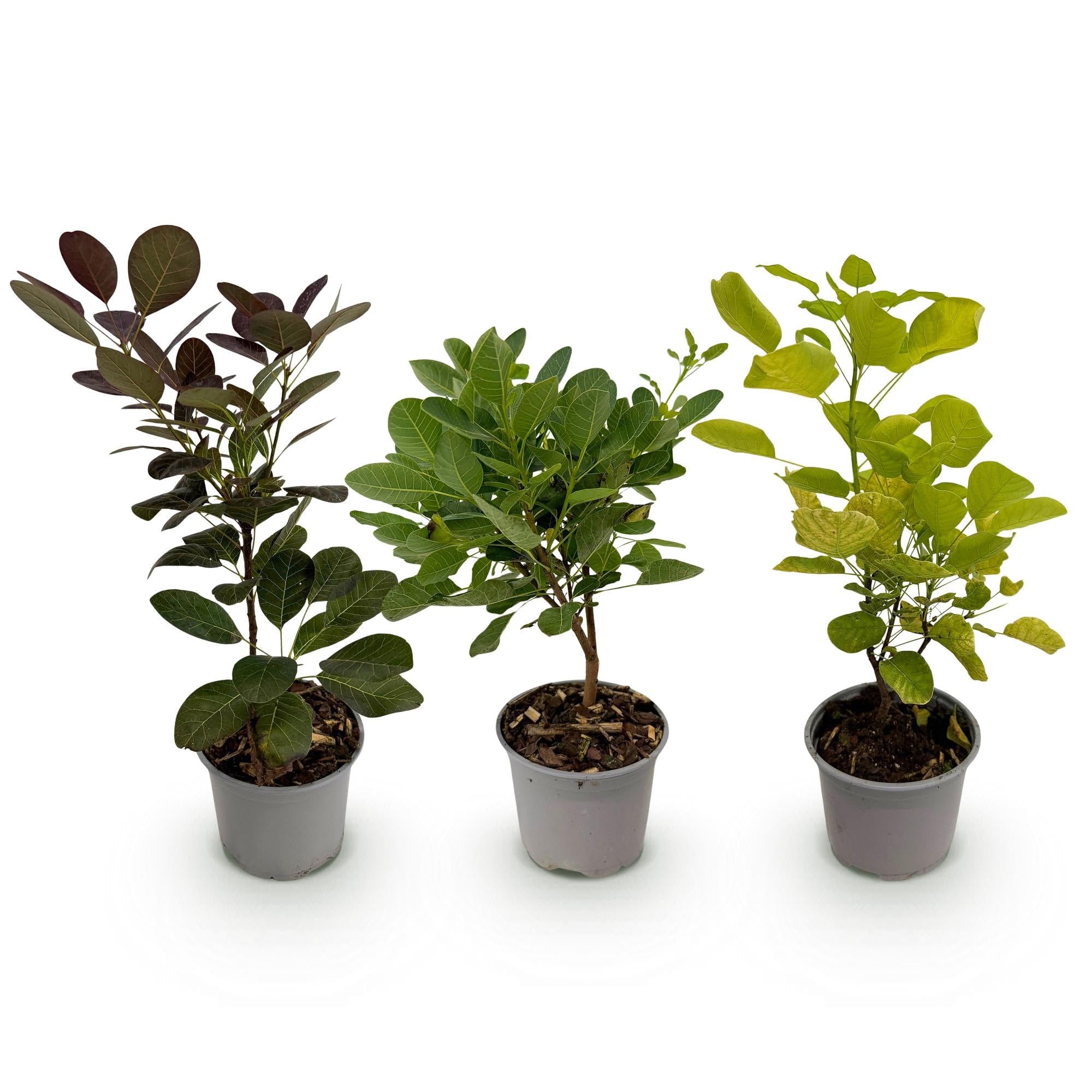 Krzew peruki Cotinus coggyria Tricolour – 3 rośliny – 12 cm – wysokość ok. 35 cm – łatwy w pielęgnacji krzew w kolorze fioletowym, zielonym i żółtym