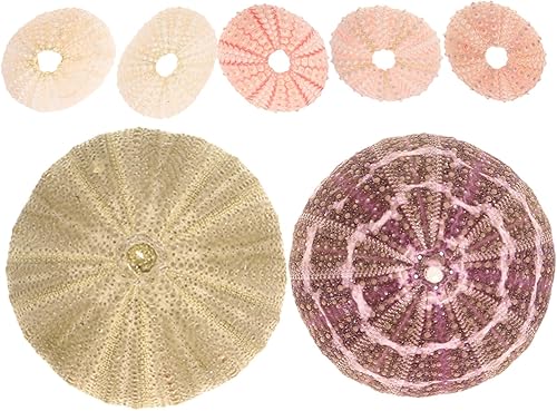 Miniatura 1 de SUPVOX 7 piezas de concha natural de aire mediterráneo piña en maceta de erizo de mar, 7 macetas de decoración para plantas, soporte de plantas,