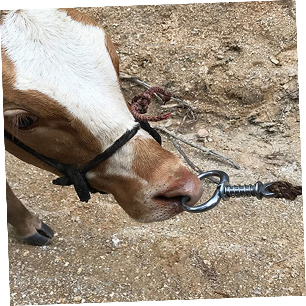 Stier koe vee neus ring, roestvrij staal veehouderij accessoire boerderij dier gereedschap (L Stier koe vee neus ring, roestvrij staal veehouderij accessoire boerderij dier gereedschap (L