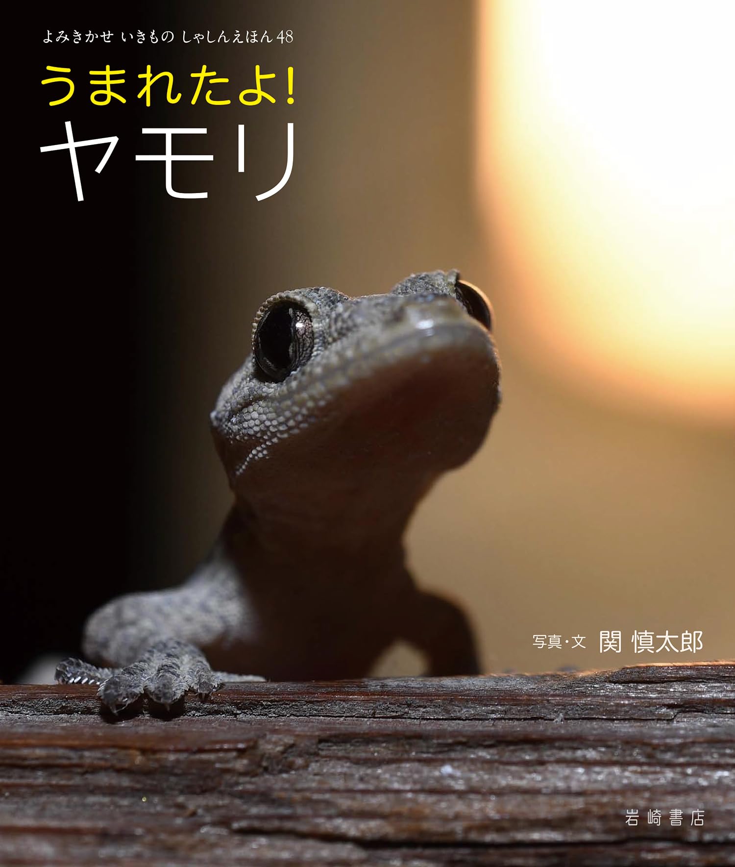 ヤモリさん 7177zQUcONL._AC_UF350,