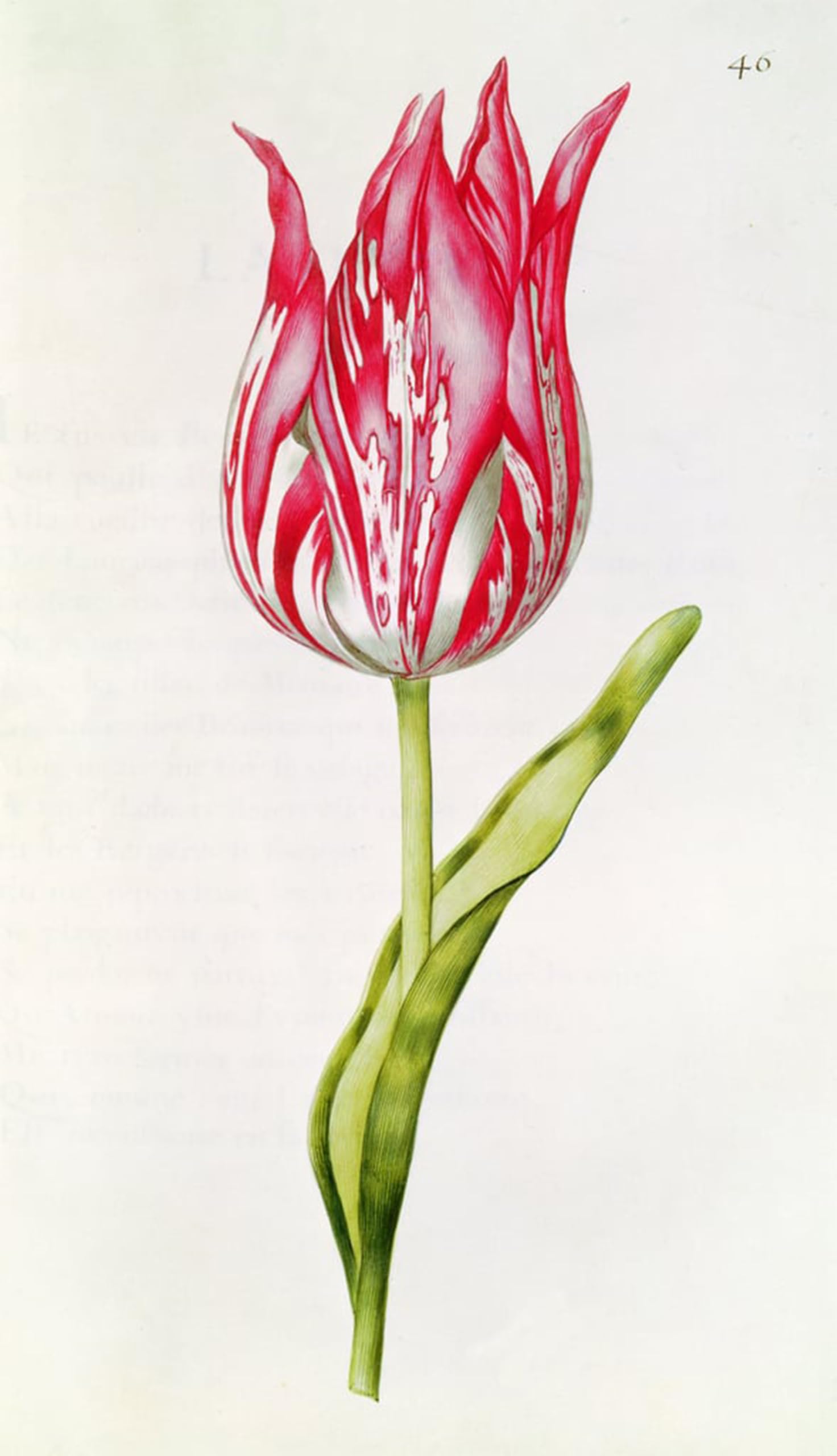 SERENDIPITP Aesthetic Poster Photo Wall Print Retro Picture Tulip From Julie's Garland by Nicolas Robert Modern Wall Artwork for Home Decor 60x90cm