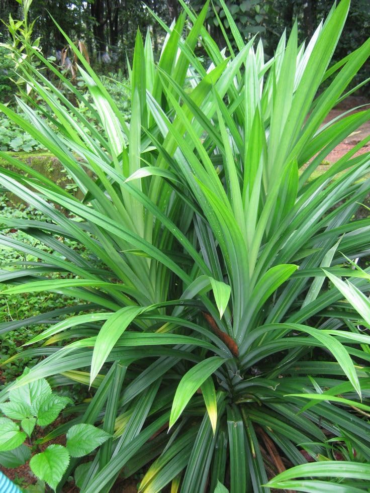 Mphmi NCR Perennial Plants Pandanus amaryllifolius - Plant (B0CFBJNY9R) Amazon Price History, Amazon Price Tracker