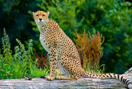 Amazon Co Jp 野生のチーターの動物イラスト 木製パズル教育ゲームギフト壁装飾マルチカラーアートワーク感謝祭ギフト1500 おもちゃ Amazon Co Jp 野生のチーターの動物イラスト 木製パズル教育ゲームギフト壁装飾マルチカラーアートワーク感謝祭ギフト1500 おもちゃ